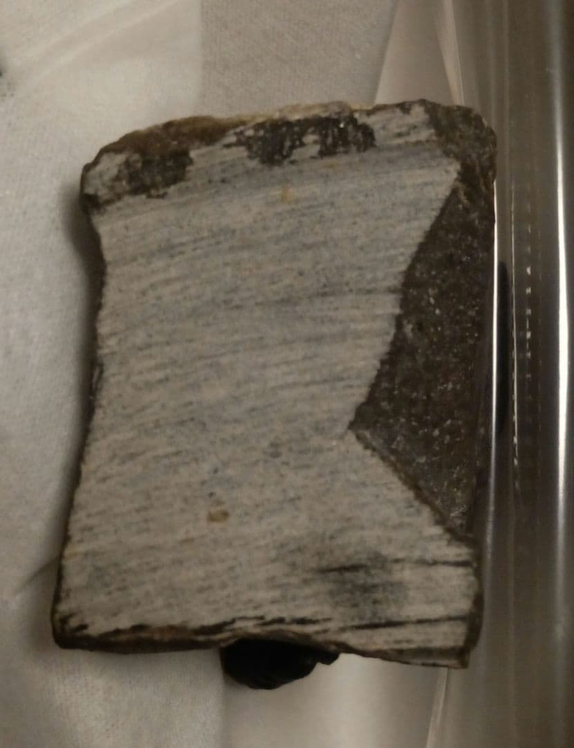 三葉虫モロッコ産⑨ファコプスPhacopsリードプスReedops？化石デボン紀