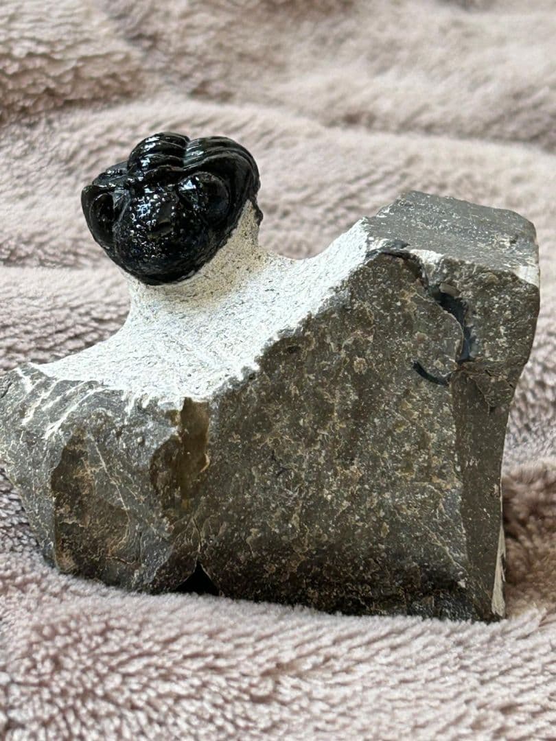 三葉虫モロッコ産⑨ファコプスPhacopsリードプスReedops？化石デボン紀