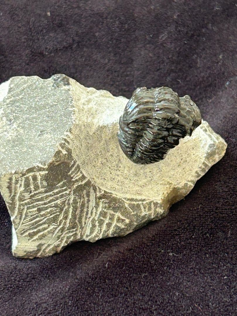 三葉虫モロッコ産⑨ファコプスPhacopsリードプスReedops？化石デボン紀