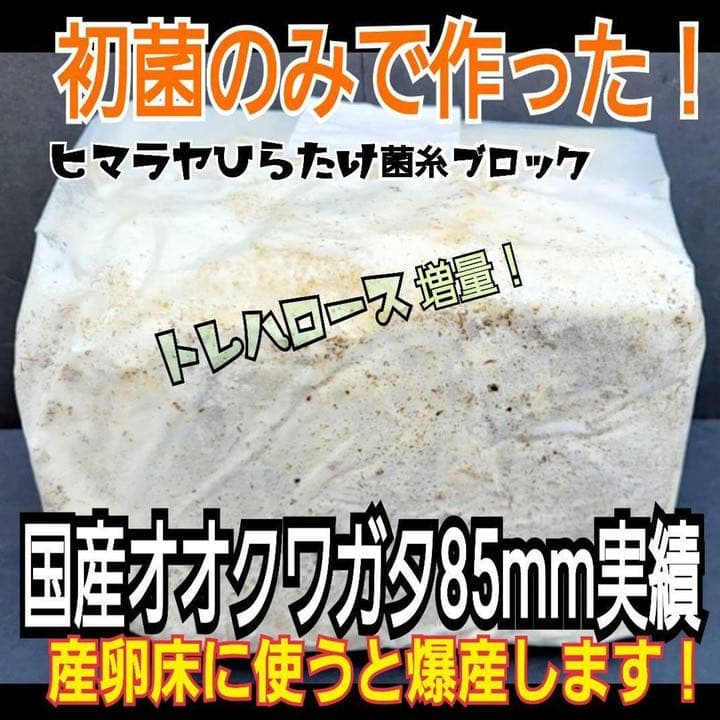 極上！ヒマラヤひらたけ菌糸ブロック【9個】初菌のみ使用！国産オオクワ85ミリ実績