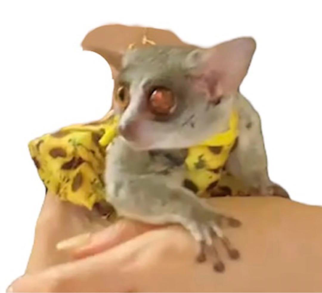 【10/20〜ハンドメイド販売終了】オーダー可★